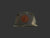 Circle Logo Large Leather Patch Flat Bill